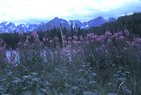 The Alaska Mountain Range