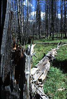 Fallen trees lie everywhere.