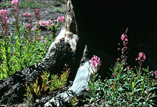 Fireweed is the first plant to grow after a forest fire.