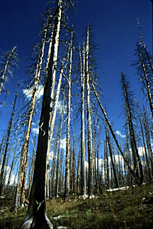 Lodgepole tree trunks stand like 12 by 12s.