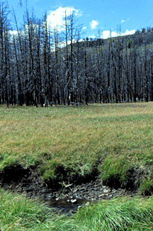 Mist Creek Valley