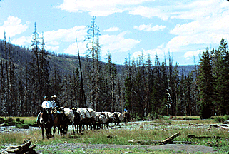 The mule train goes on ahead to our next campsite.