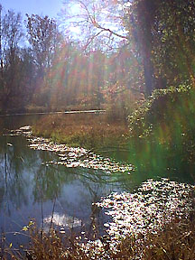 Autumn Pond in the Afternoon