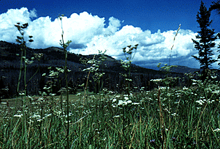 Queen Anne's Lace blankets the meadow.