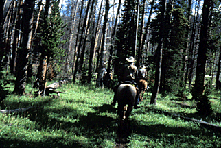 Riding in the forest through Mist Creek Pass.