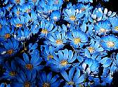 blueflowers.jpg