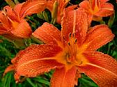 daylily.jpg