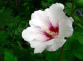 roseofsharon.jpg