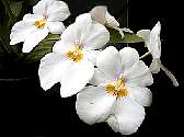 whiteorchids.jpg