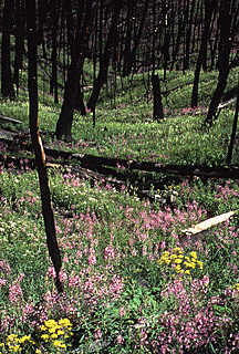 Wildflowers grow profusely in the now opened forests.